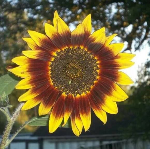 Meet your Posher, Bethani - Picture 1 of 1